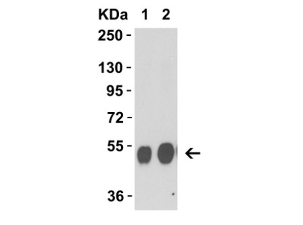 Western Blot with Avian Influenza NA Protein